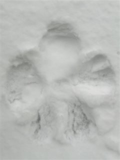 tobysnowangel02.jpg